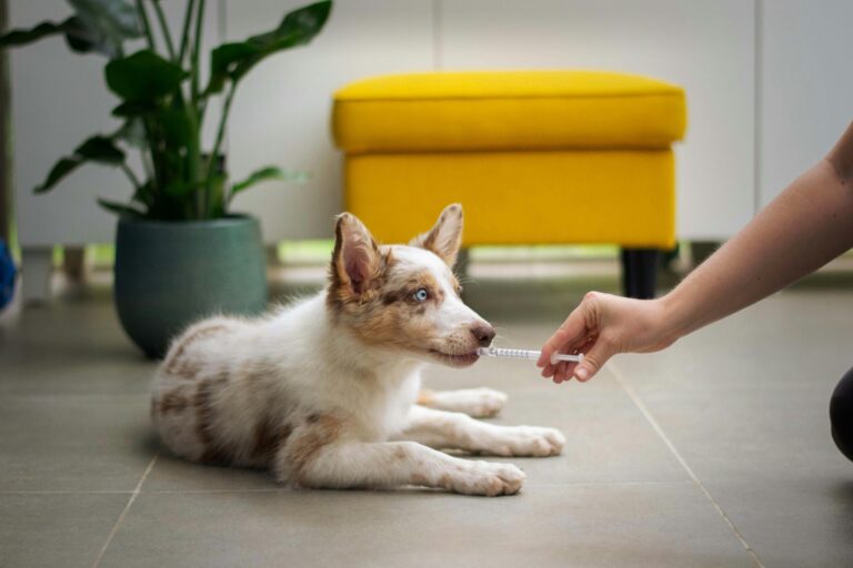 Veterinaarvaldkonna uudised aprill-september 2026